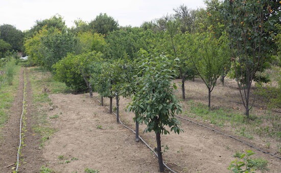 Tidy rows of vegetables grow in the shade between the exotic fruits at Rialto’s Adams Acres. Photo by Kate Edwards