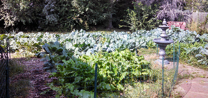 Urban Ag Entrepreneur Utilizes Innovative Business Model to Transform Backyards into Micro Farms