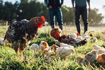 Primal Pastures Murrietta California Riverside Local Farm