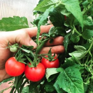 Local Food System Case Study: Control Air Community Farm Utilizes Aquaponics to Grow Food for Underserved