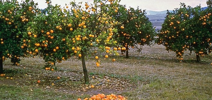 Spring in California is Time to Inspect Citrus Trees for Asian Citrus Psyllid