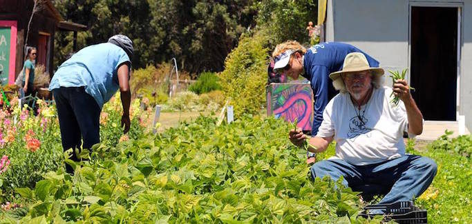 For Homeless in Santa Cruz, CA, Garden Project Offers Hope, Stability, and Jobs