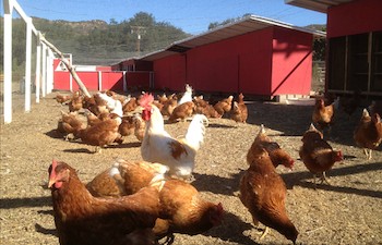 kepner farms lake elsinore eggs poultry lamb