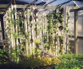 Aquaponic 'Green Walls' are an integral part of Murietta, CA-based urban farming company, Urban Food Works’ business model. Photo courtesy of Mike Lott.