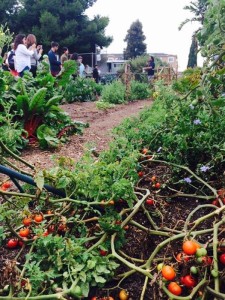Tomato Garden Tax Break Gains Approval of L.A. County Board of Supervisors