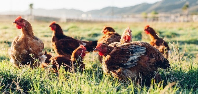 Pasture-raised Livestock Operation in Murrieta, CA Finds Success by Getting People to the Farm