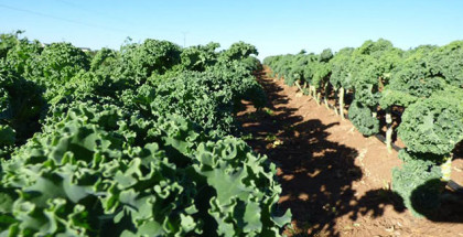 Kale in Temecula, CA, an epicenter of Local Food in Riverside County