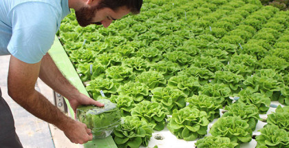 Packaging aquaponic lettuce at Solutions Farms in Vista, CA