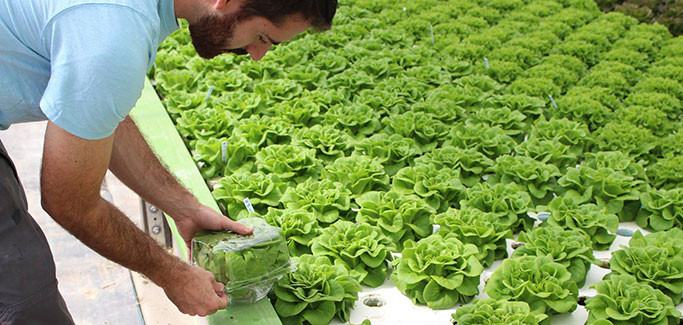Packaging aquaponic lettuce at Solutions Farms in Vista, CA