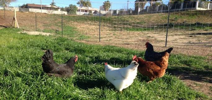 ‘Beyond Organic’ Farm Emerges in Riverside’s Glen Valley to Seize Upon Local Food Opportunity