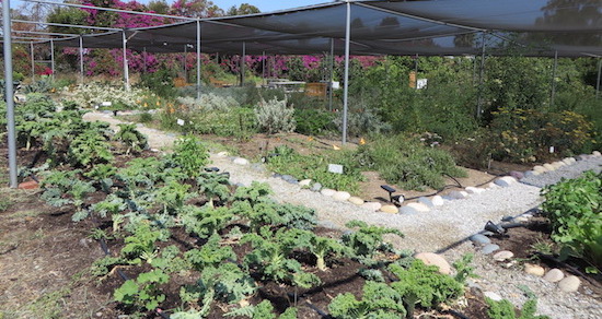 Vacant Lot Turned Urban Farm Transforms Community, Increases Food Access